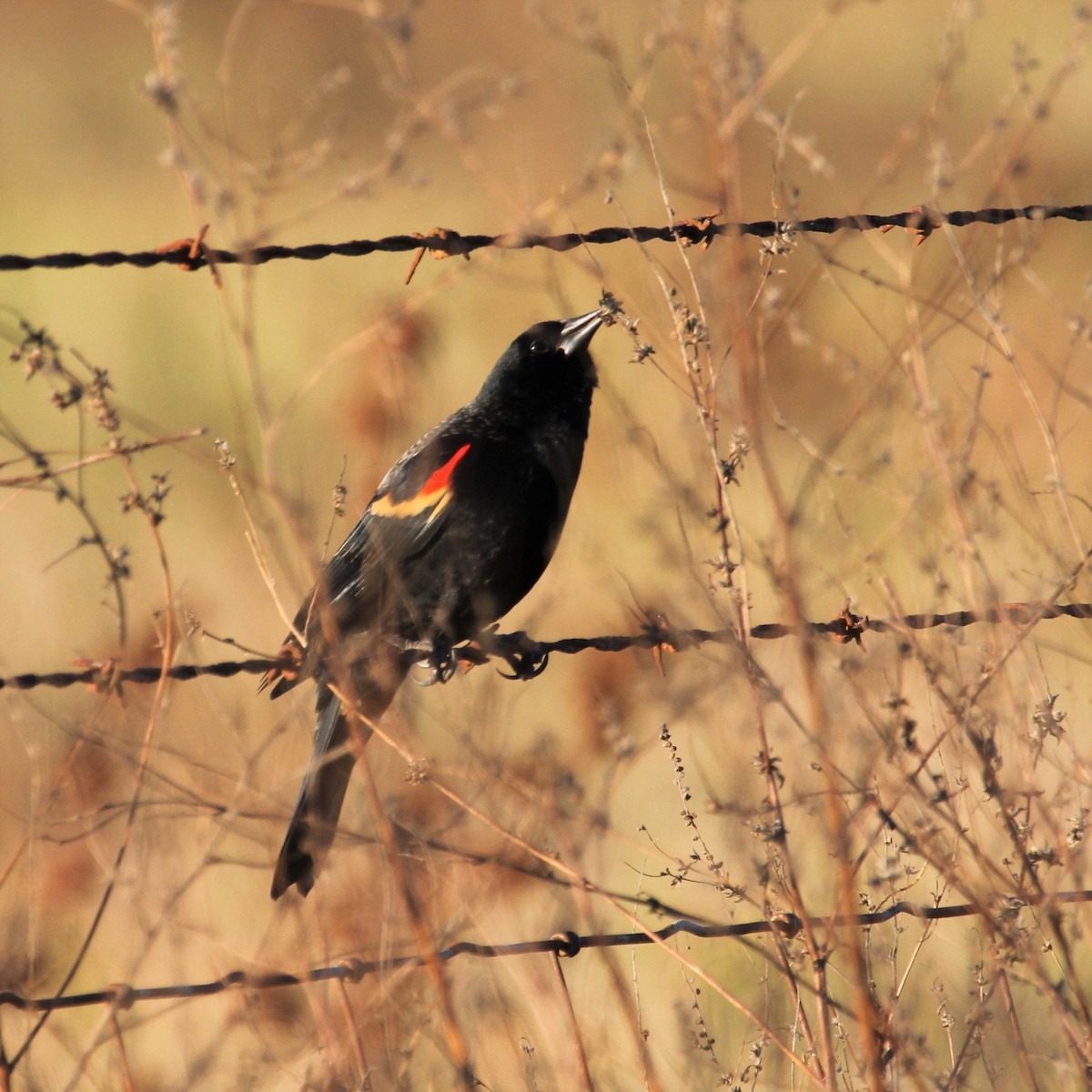 Red-winged Blackbird - Ronald Goddard