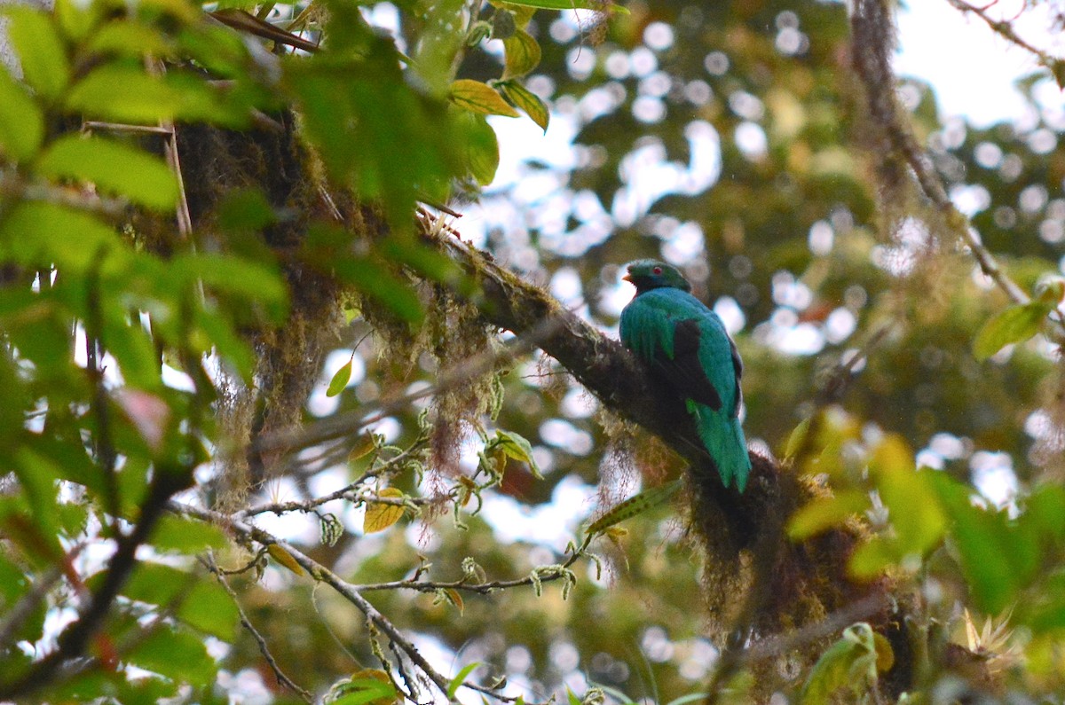 Crested Quetzal - ML40350291