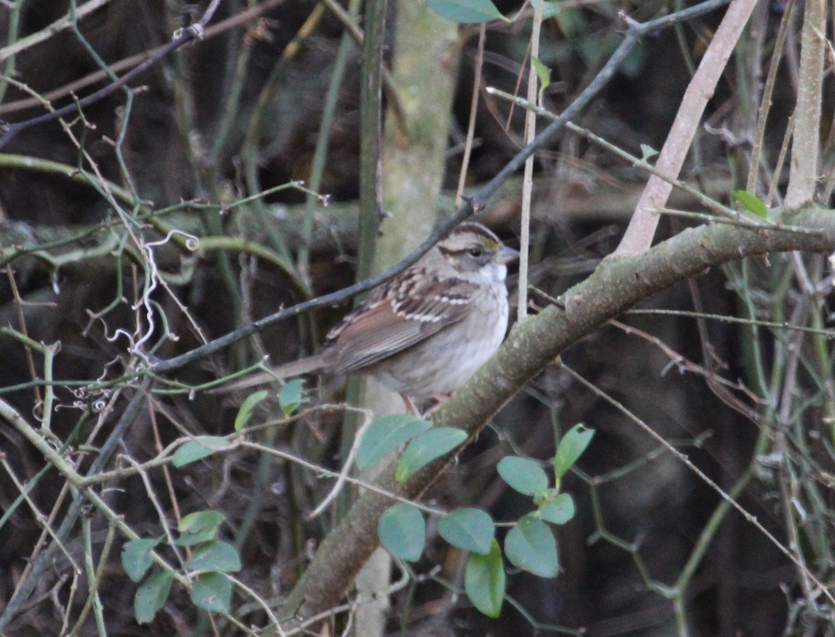 White-throated Sparrow - ML40350331