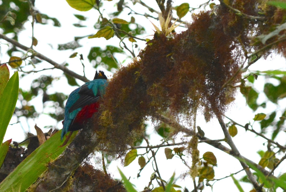 Crested Quetzal - ML40350341