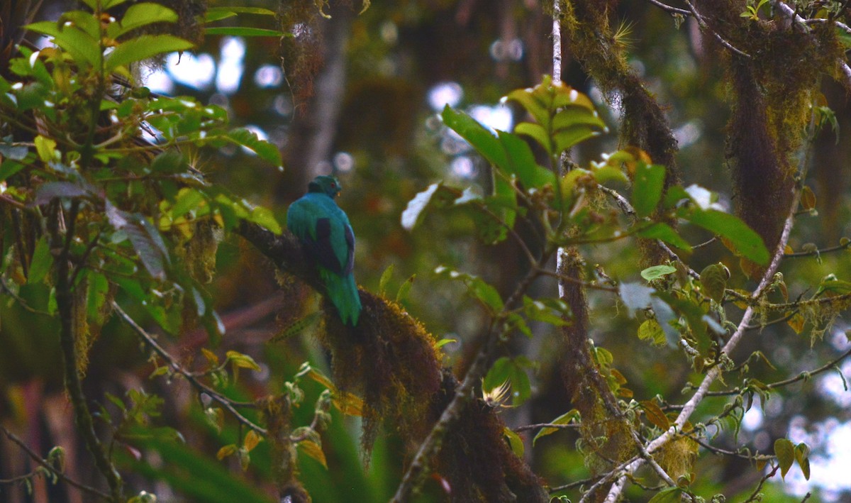 Crested Quetzal - ML40350351