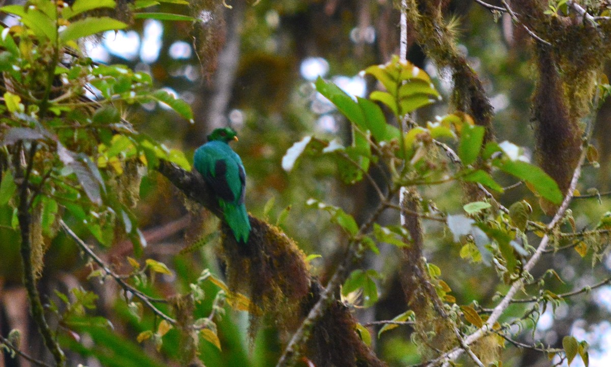 Crested Quetzal - ML40350361