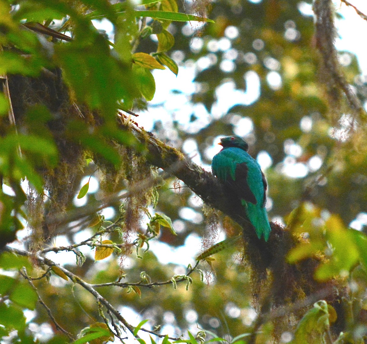 Crested Quetzal - ML40350481