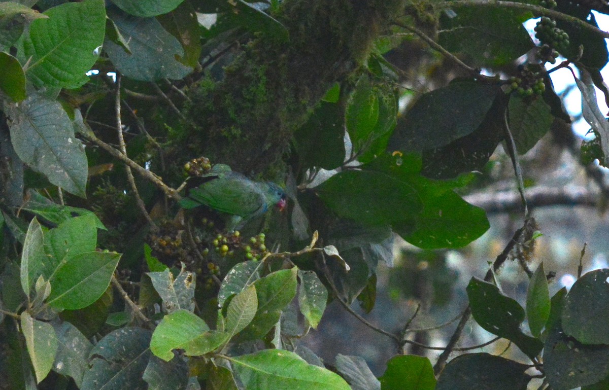 Папуга-червоногуз зеленоголовий - ML40350521