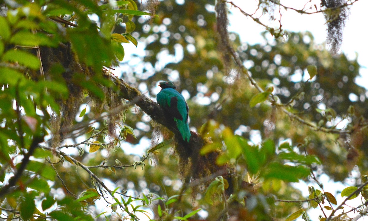 Crested Quetzal - ML40350541