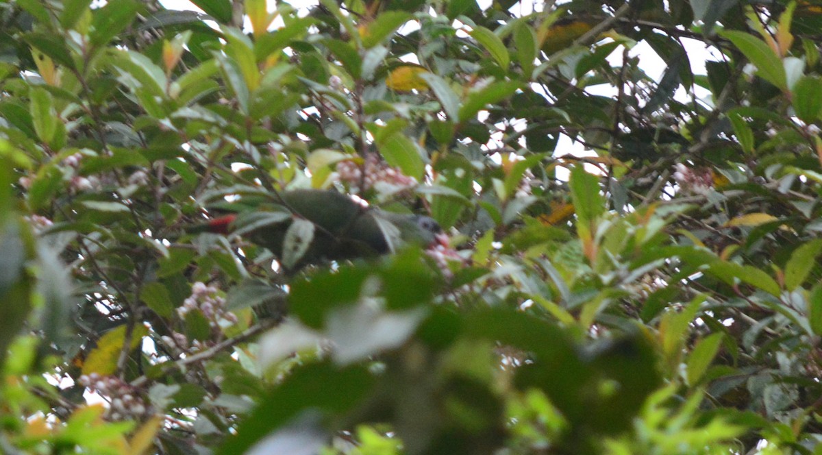 Папуга-червоногуз зеленоголовий - ML40350561