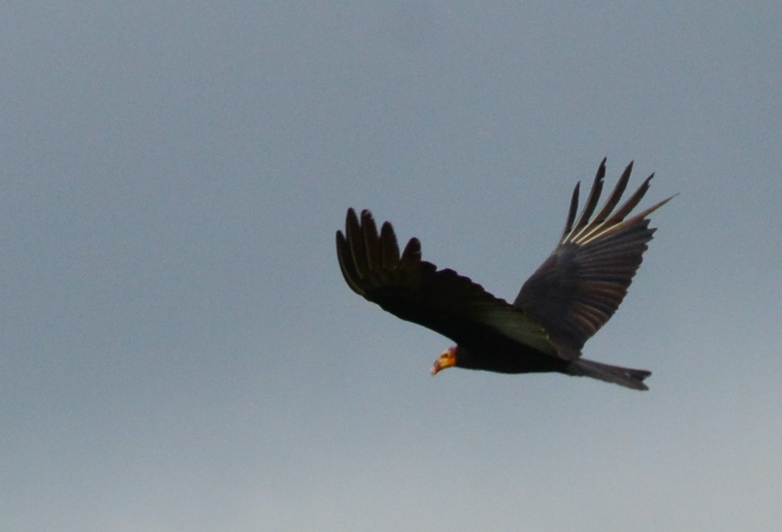 Greater Yellow-headed Vulture - Ryan Treves