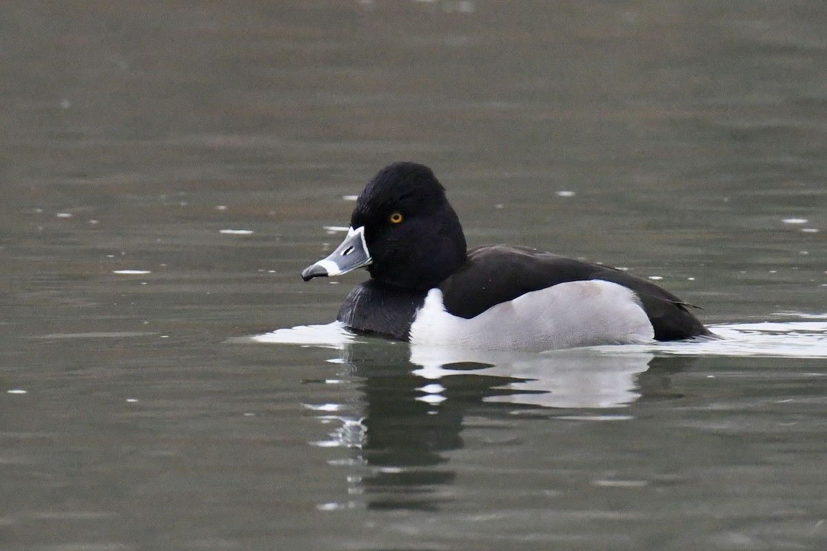 Ring-necked Duck - ML403519911