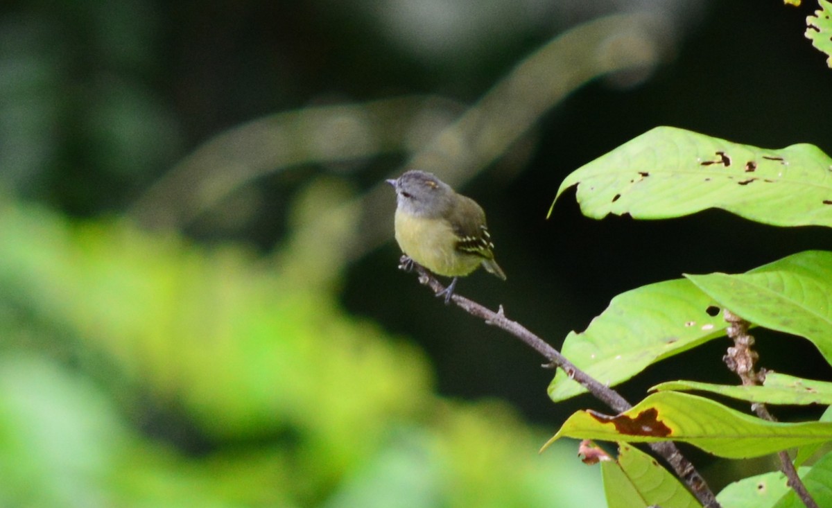 Yellow-crowned Tyrannulet - ML40352451