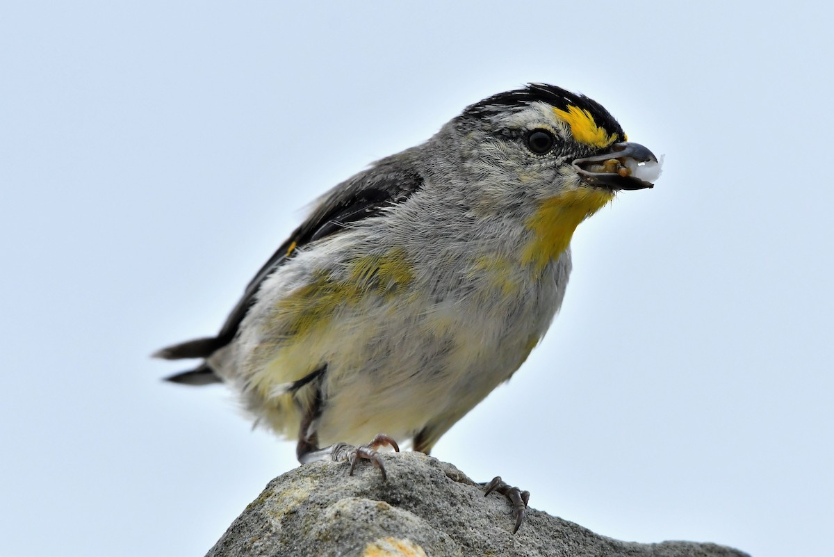 Striated Pardalote (Yellow-tipped) - ML403526251