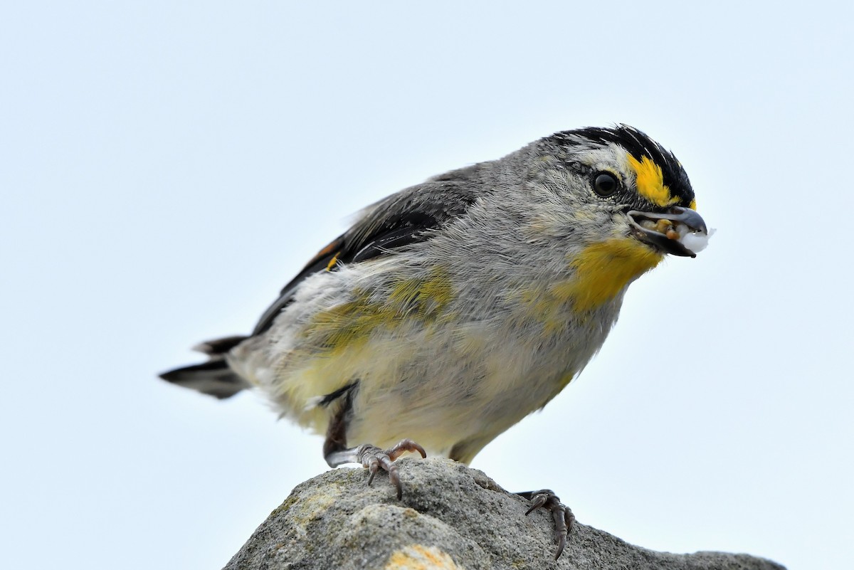 Striated Pardalote (Yellow-tipped) - ML403526261