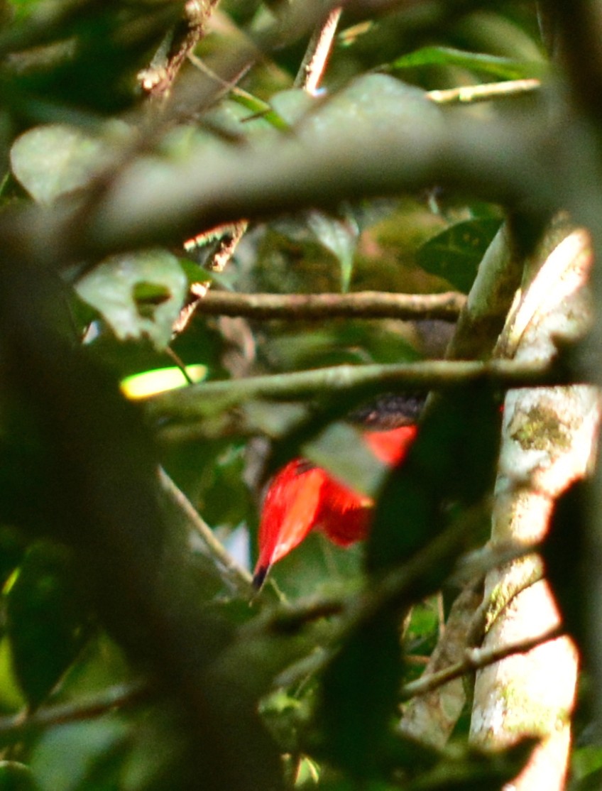Black-necked Red-Cotinga - ML40352841