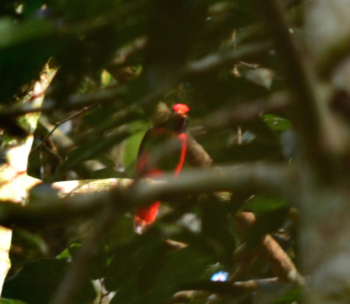 Black-necked Red-Cotinga - ML40352871