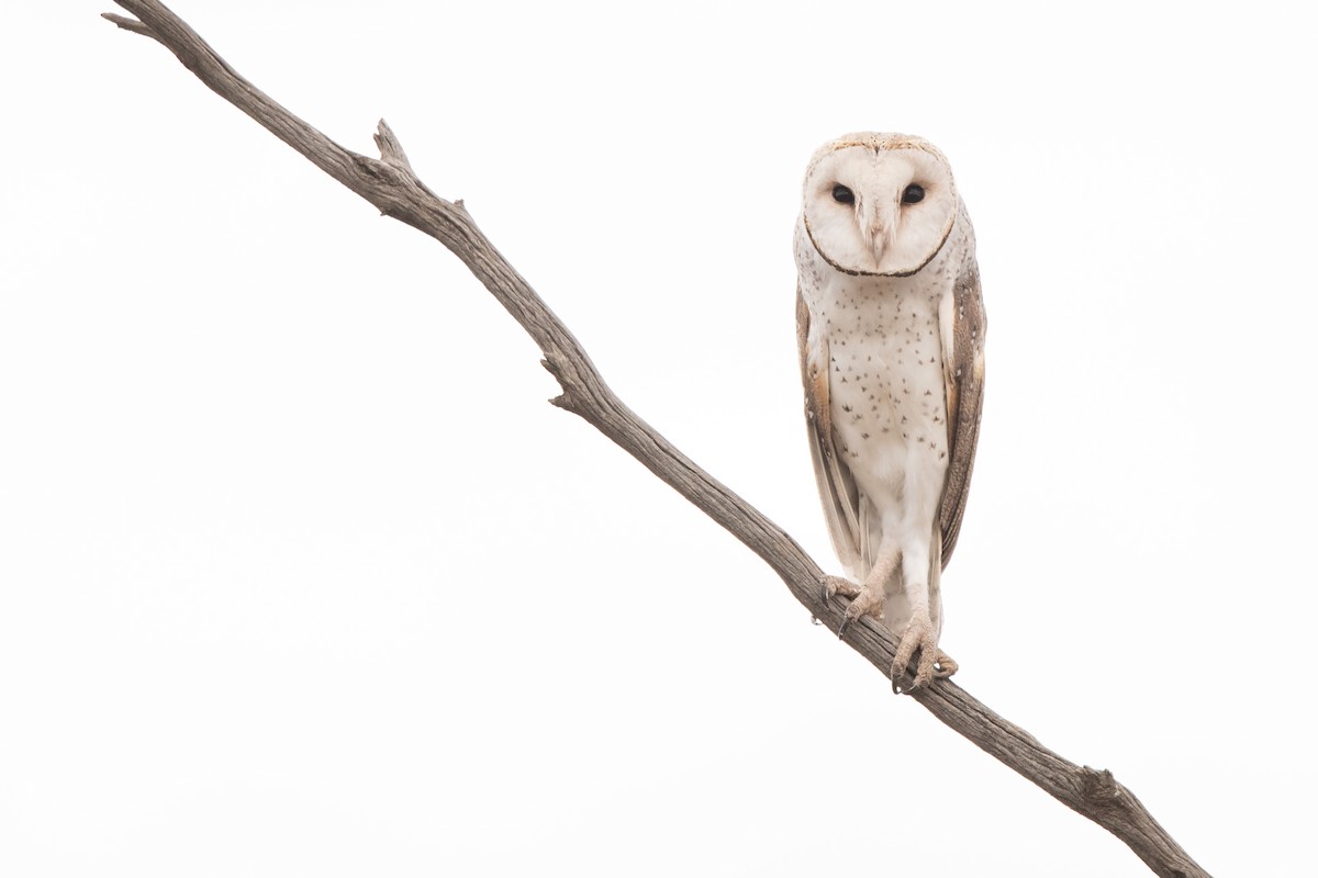 Barn Owl (Eastern) - ML403528991