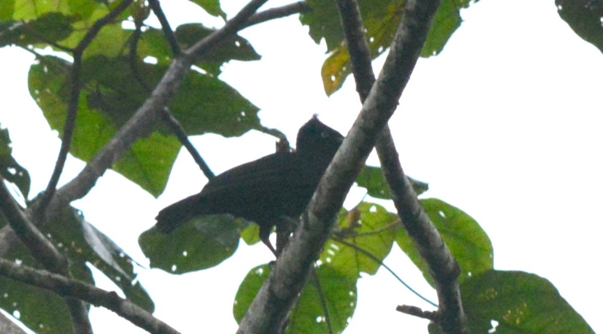 Amazonian Umbrellabird - ML40352931