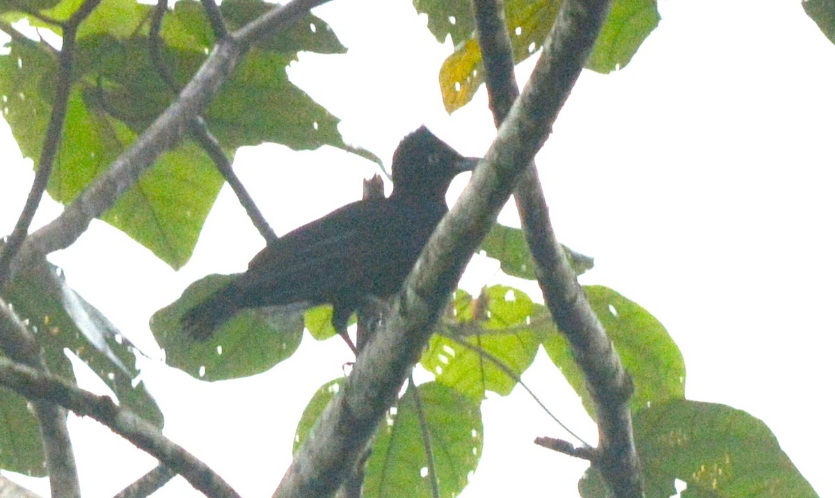 Amazonian Umbrellabird - ML40352941