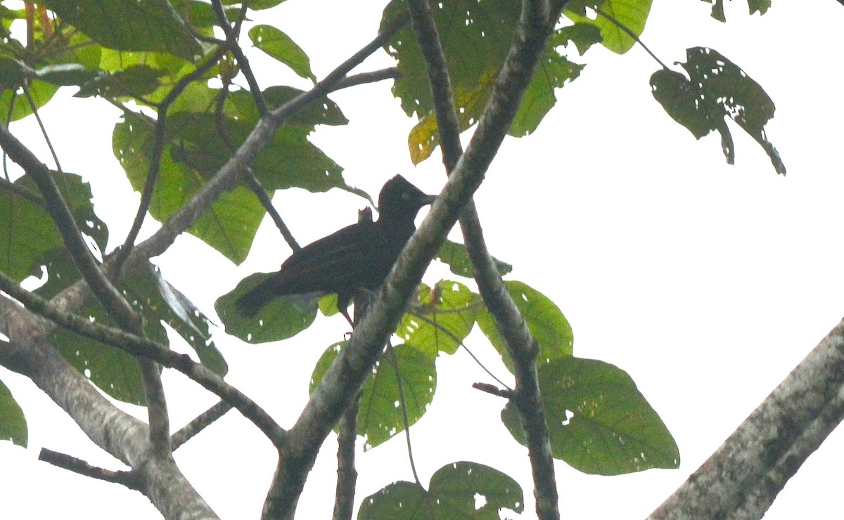 Amazonian Umbrellabird - ML40352951