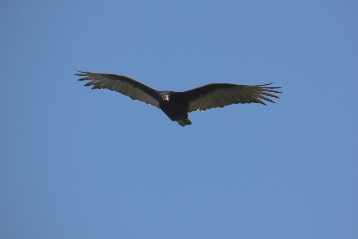 Turkey Vulture - ML403530591