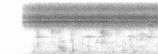 Колібрі-шаблекрил юкатанський (підвид excellens) - ML403534051