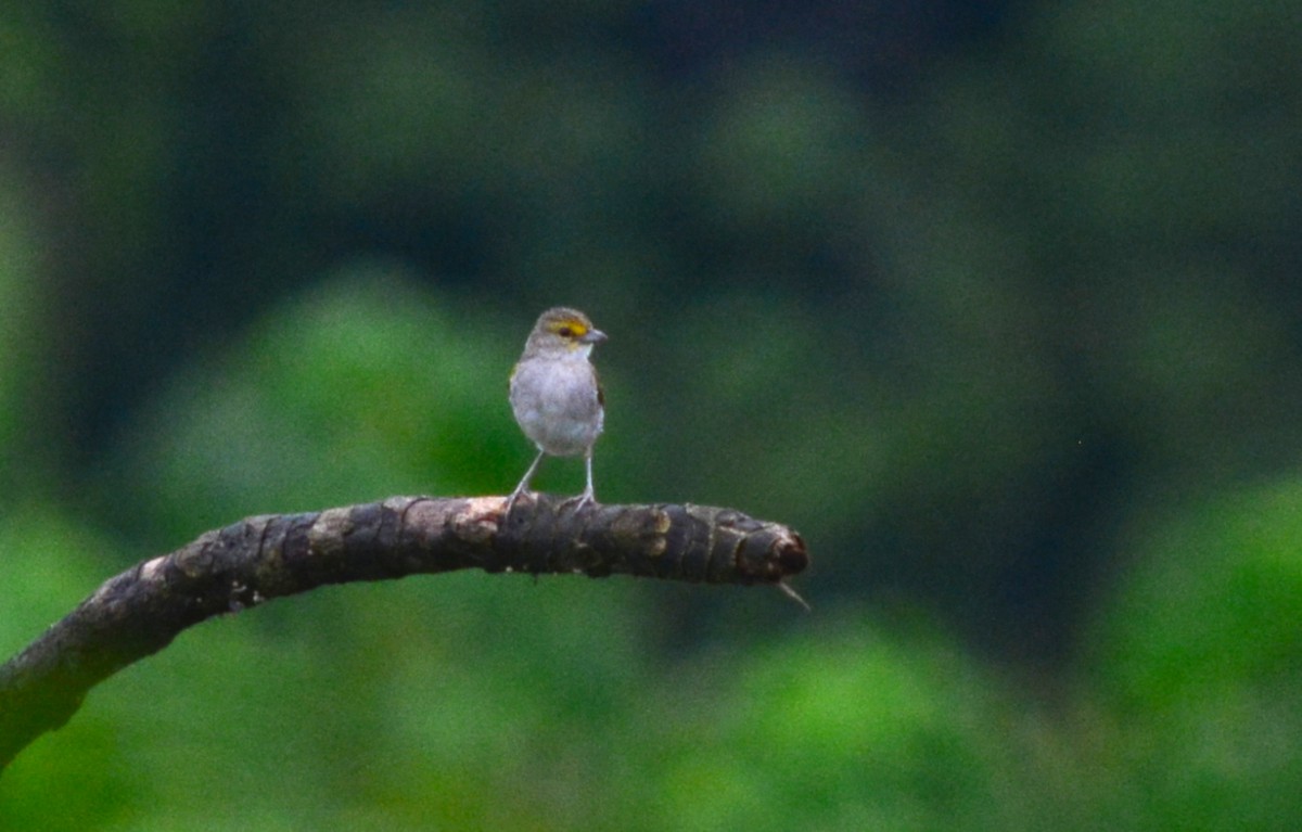 Yellow-browed Sparrow - Ryan Treves