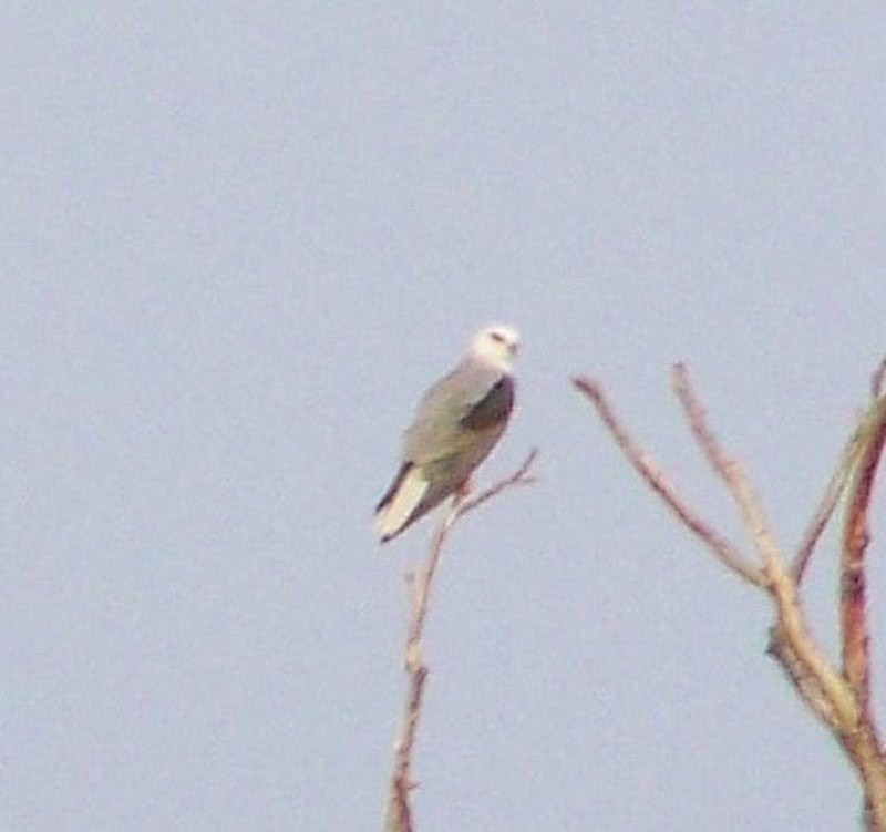 White-tailed Kite - ML403537751