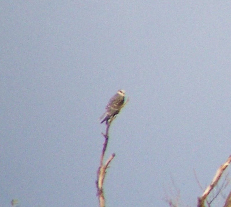White-tailed Kite - ML403537781