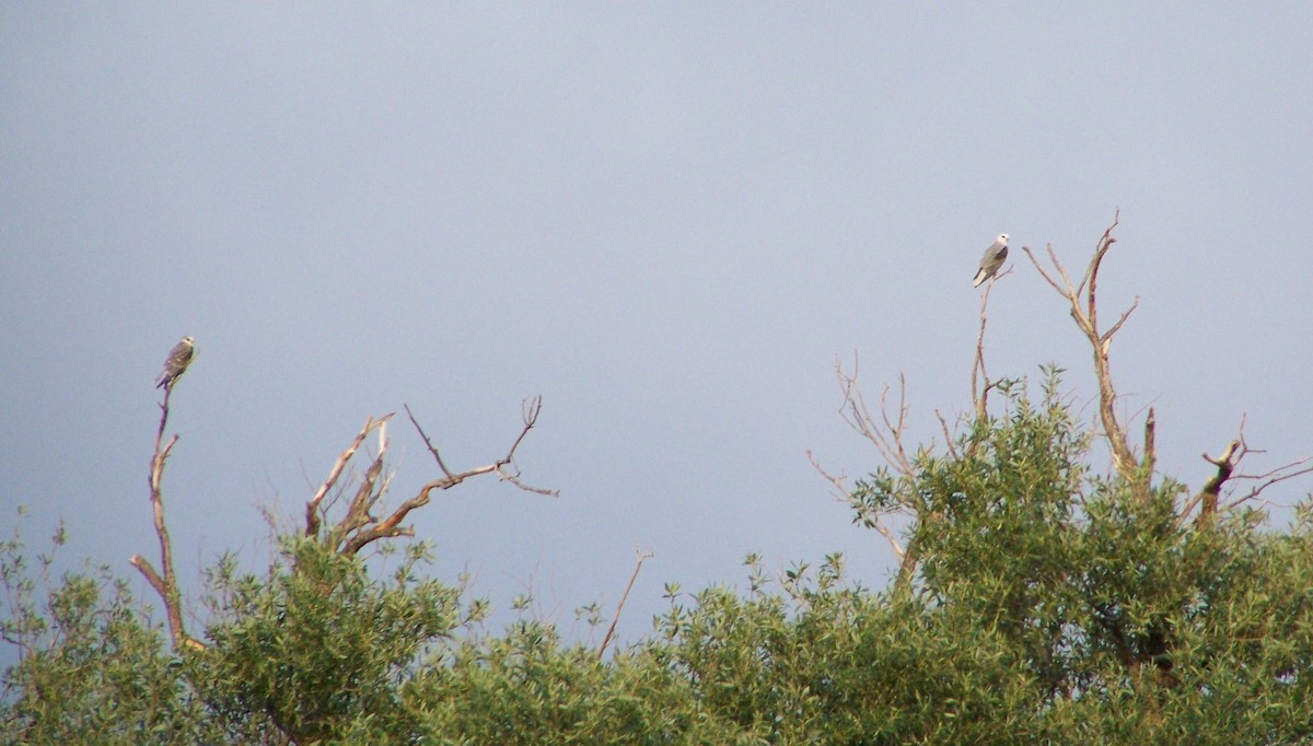 White-tailed Kite - ML403537821