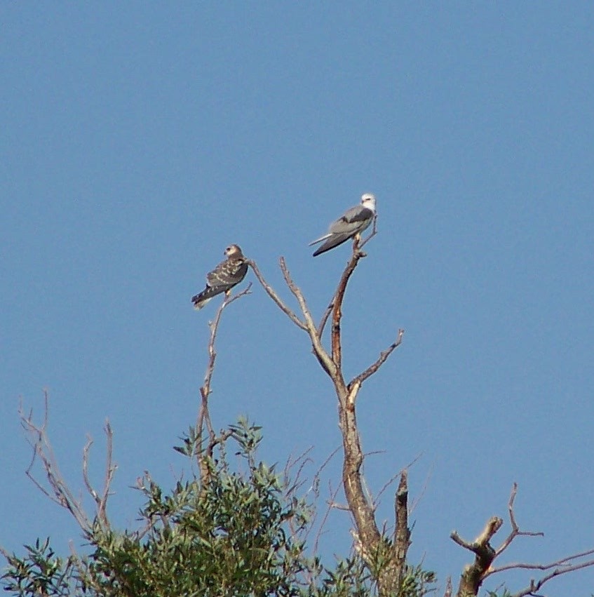 White-tailed Kite - ML403538171