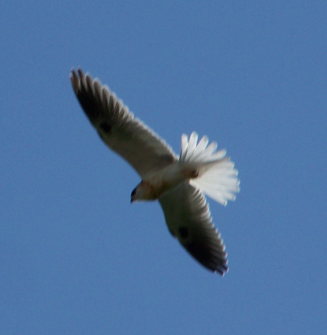White-tailed Kite - ML403538741