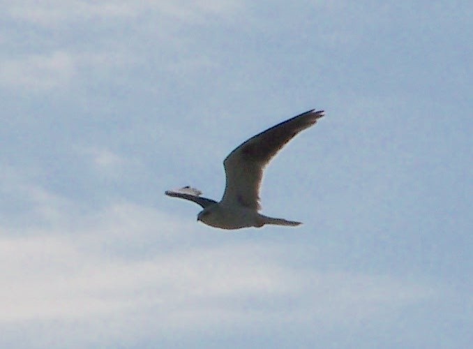 White-tailed Kite - ML403538831
