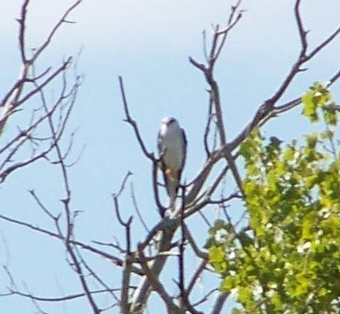 White-tailed Kite - ML403538871