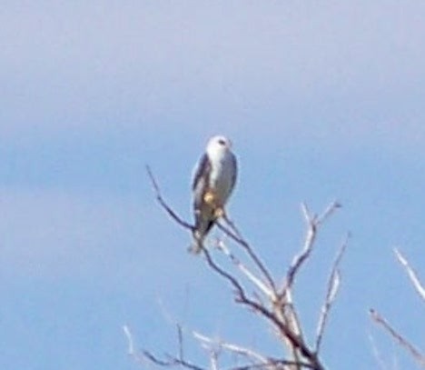 White-tailed Kite - ML403538911