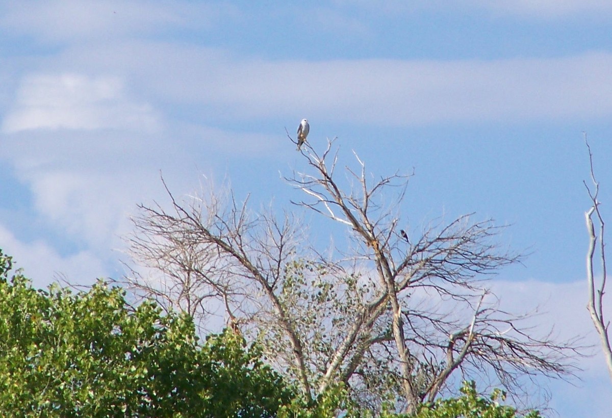 White-tailed Kite - ML403538931