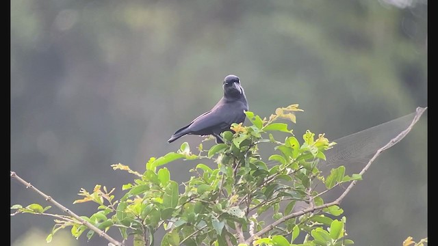 Slender-billed Crow (Sierra Madre) - ML403545051