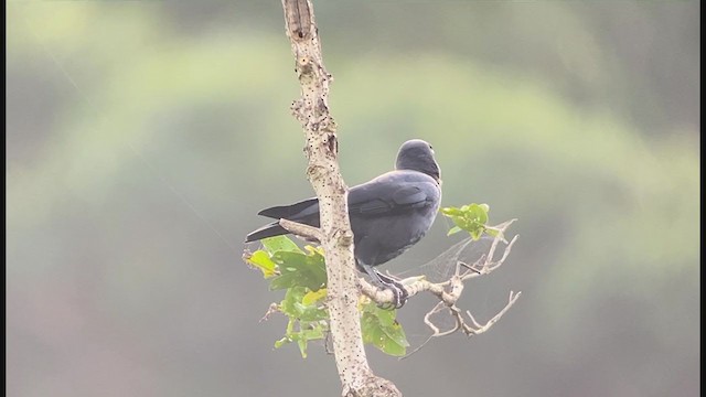 Slender-billed Crow (Sierra Madre) - ML403545091
