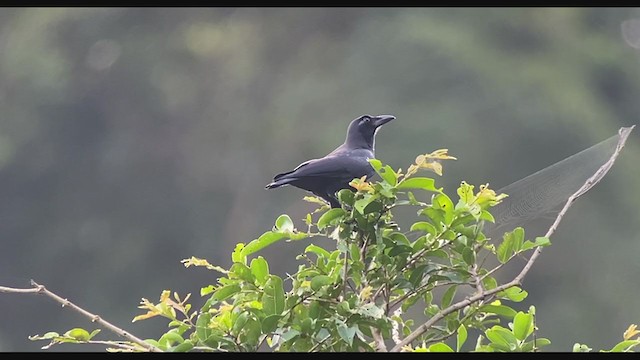 Slender-billed Crow (Sierra Madre) - ML403545431