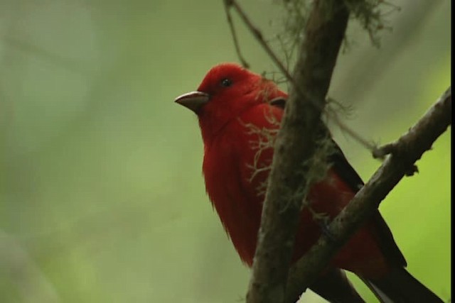 Scarlet Tanager - ML403547