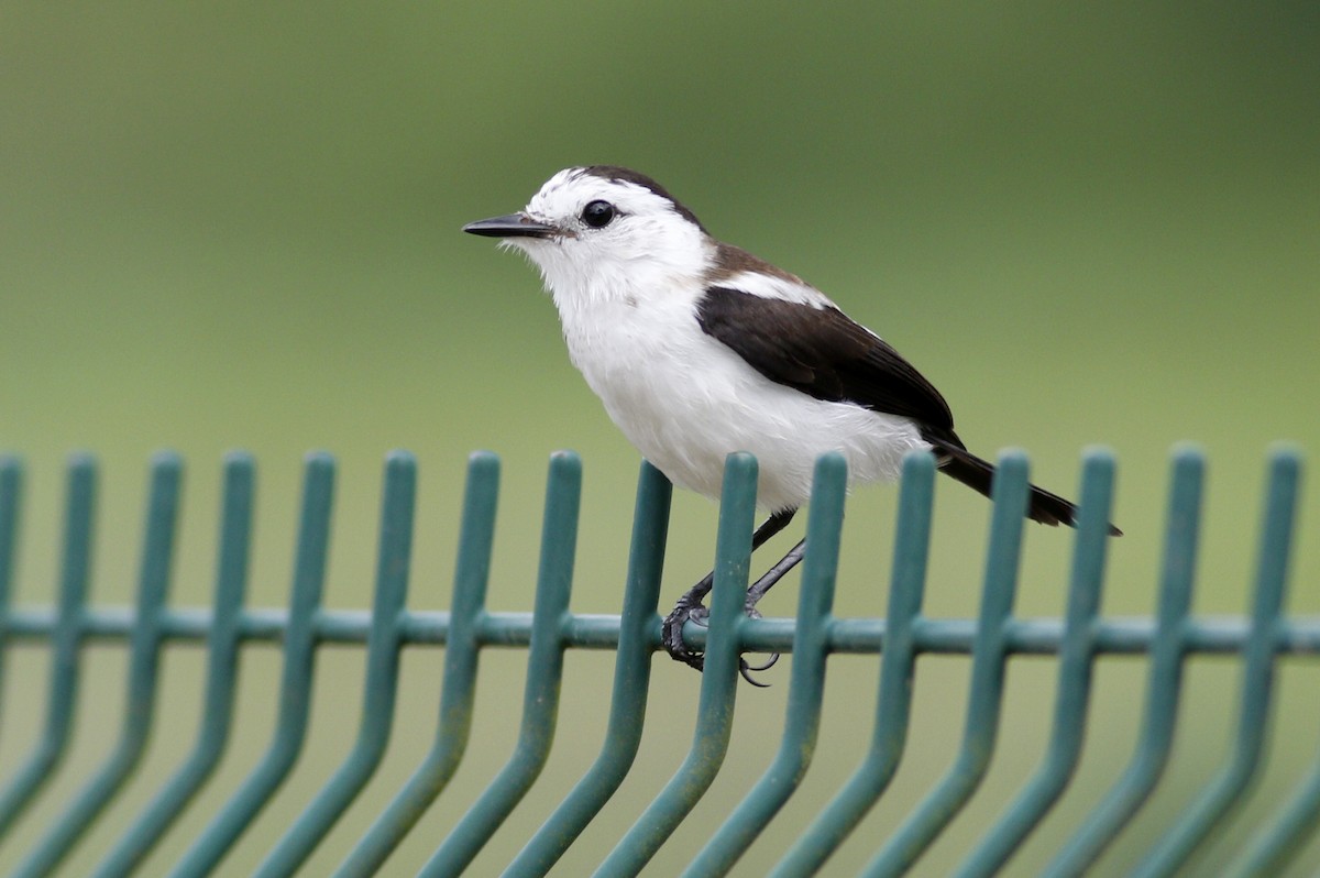Pied Water-Tyrant - Paul Dufour