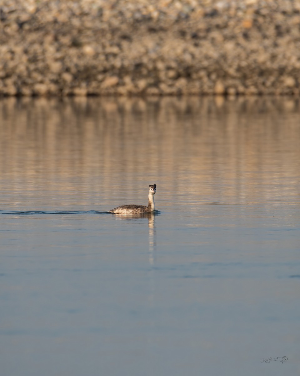 Great Crested Grebe - ML403550881