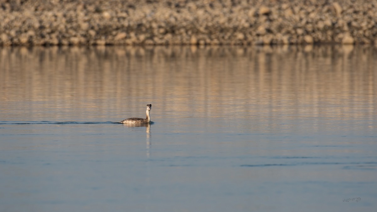 Great Crested Grebe - ML403550891