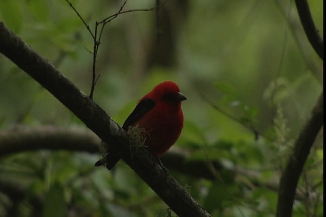 Scarlet Tanager - ML403551