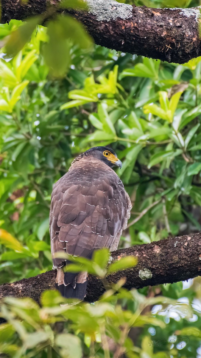 Crested Serpent-Eagle - ML403551051