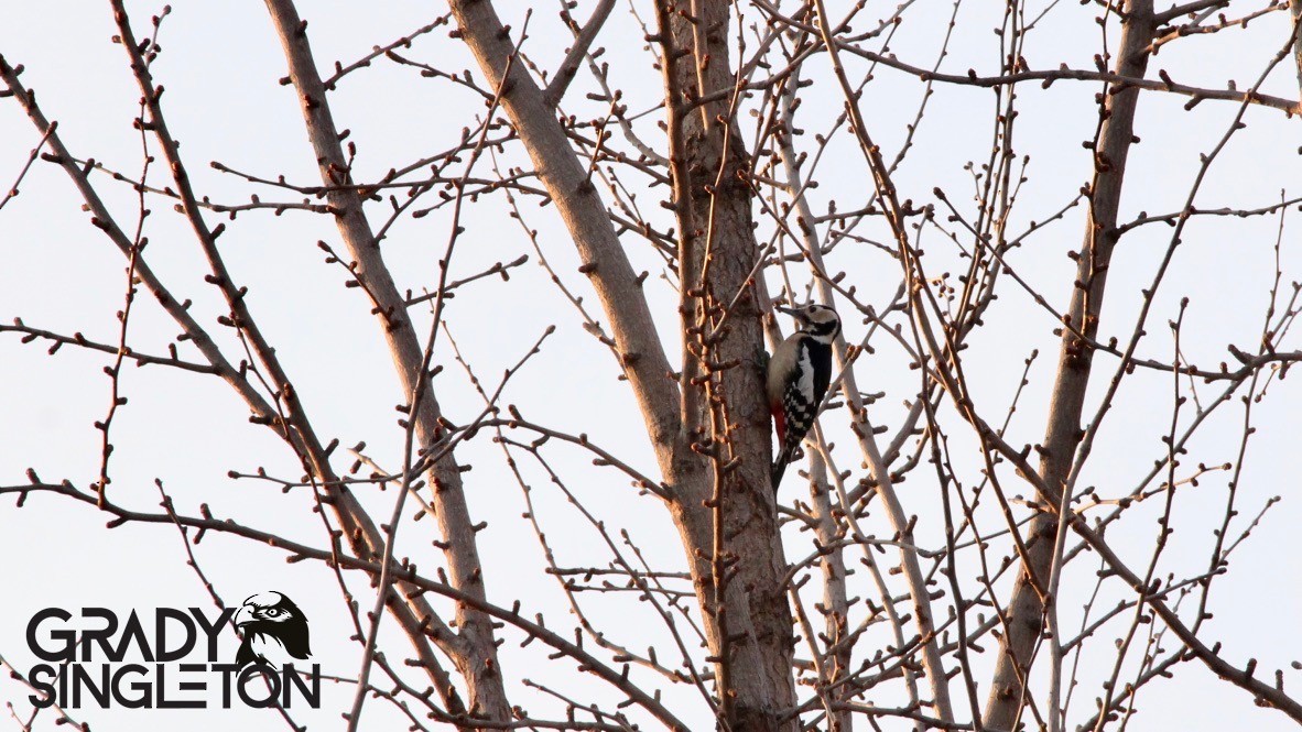 Great Spotted Woodpecker - Grady Singleton