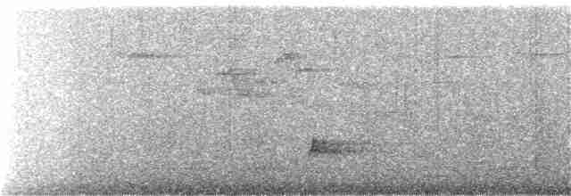 Дрізд-короткодзьоб Cвенсона - ML403554011