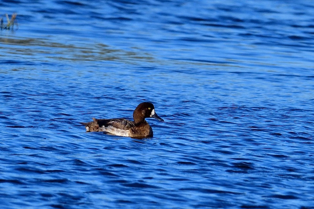 Greater Scaup - ML403555371