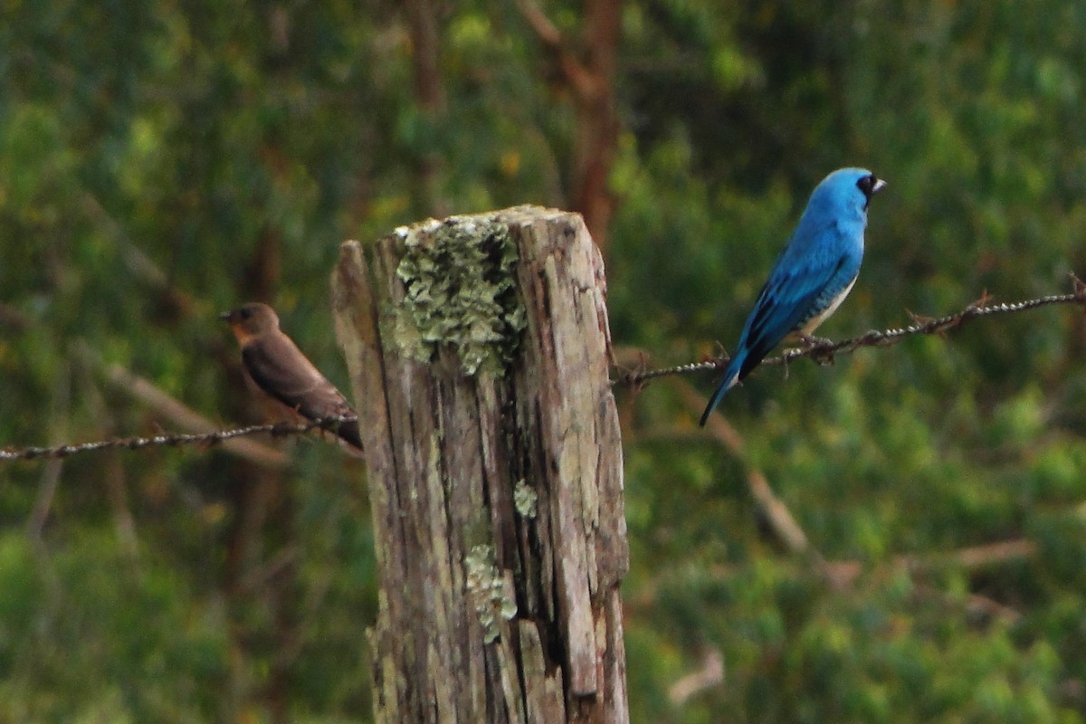 Swallow Tanager - ML40355891