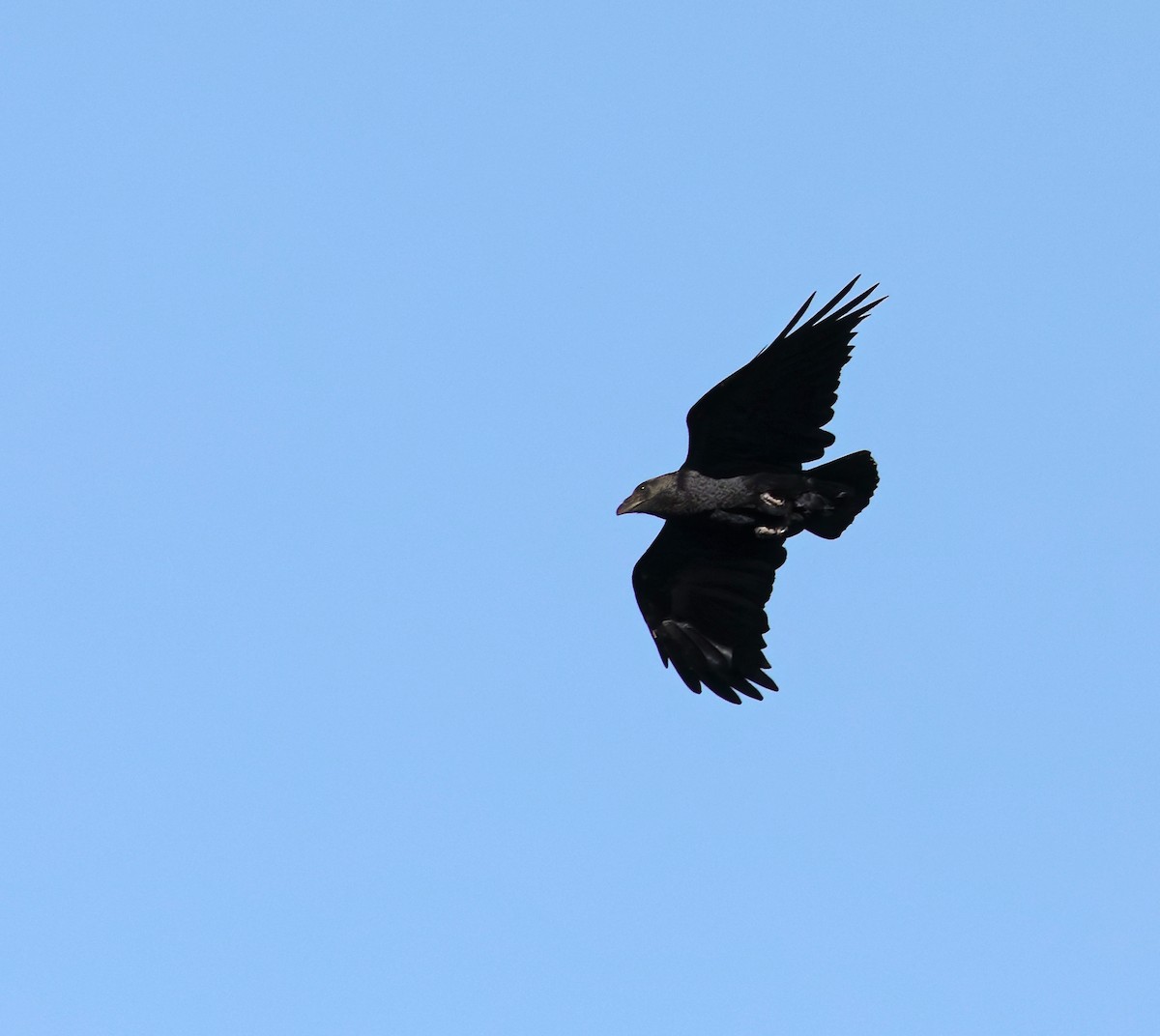 Fan-tailed Raven - Andrew Wilson