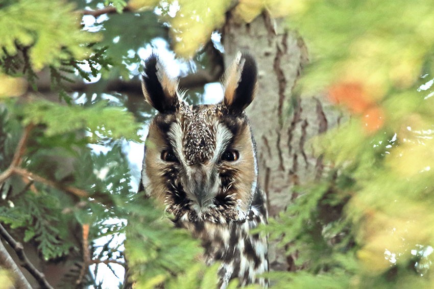 Kulaklı Orman Baykuşu (otus/canariensis) - ML403561171