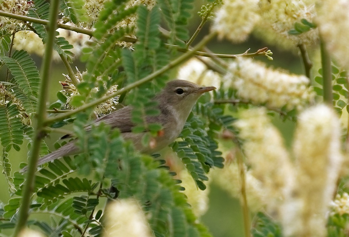 Eastern Olivaceous Warbler - Andrew Wilson