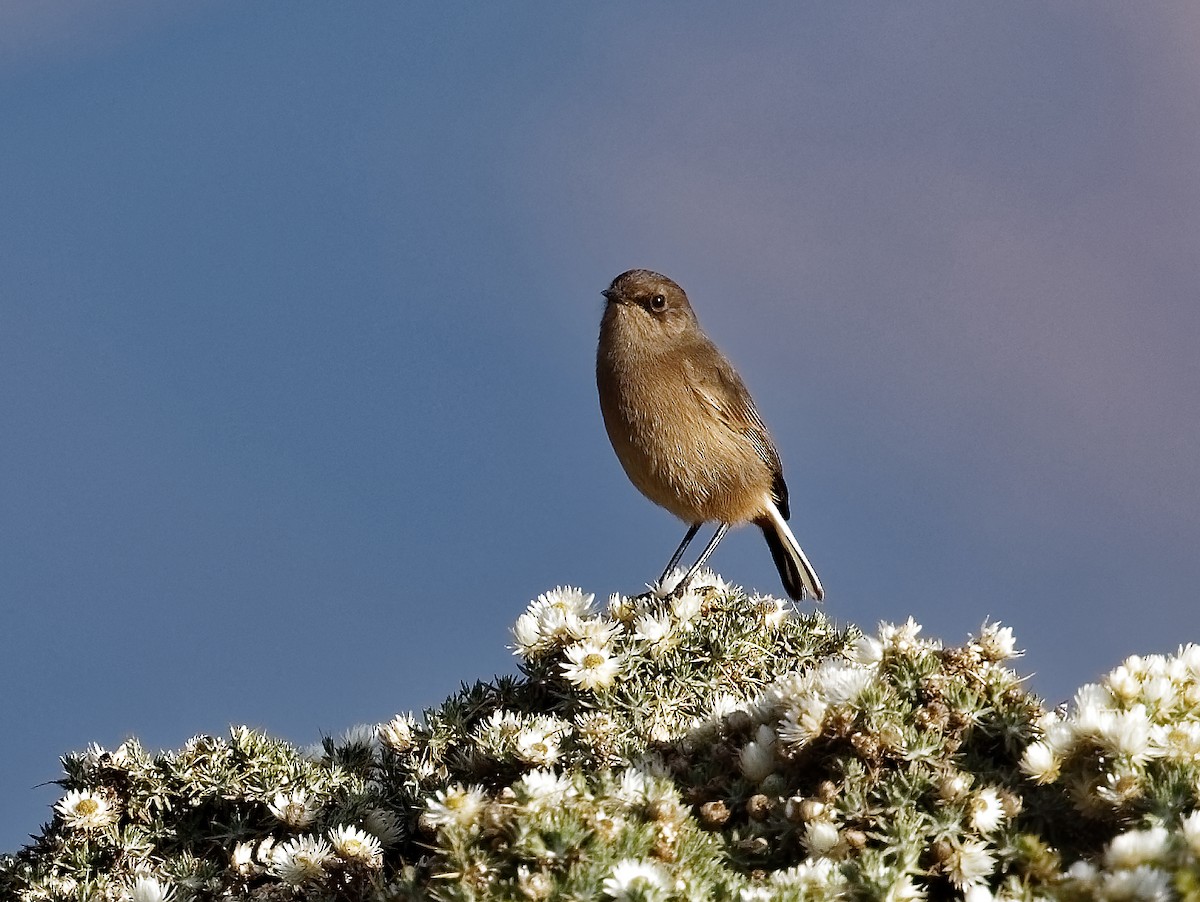 Moorland Chat (Abyssinian) - Andrew Wilson